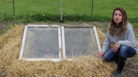 Grow Vegetables Year-Round with Cold Frames Image